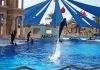 Adaland Dolphinpark Nerede, Giriş Ücreti Adaland Dolphinpark Kuşadası