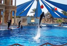 Adaland Dolphinpark Nerede, Giriş Ücreti Adaland Dolphinpark Kuşadası