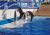 Aksu Dolphinarium Giriş Ücreti | Kundu/Antalya