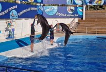 Aksu Dolphinarium Giriş Ücreti | Kundu/Antalya