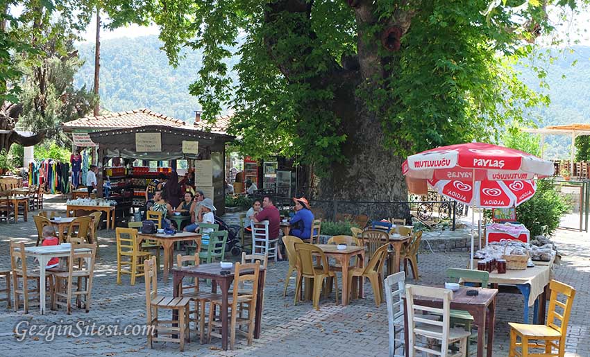 Marmaris Bayır köyü çınar