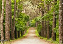 Atatürk Arboretumu Giriş Ücreti 2026: Hakkında Bilgiler Atatürk Arboretumu giriş ücreti
