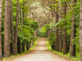 Atatürk Arboretumu Giriş Ücreti 2026: Hakkında Bilgiler Atatürk Arboretumu giriş ücreti