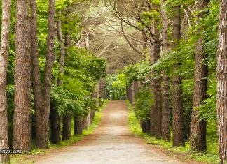 Atatürk Arboretumu Giriş Ücreti 2026: Hakkında Bilgiler Atatürk Arboretumu giriş ücreti
