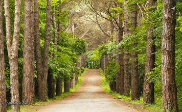 Atatürk Arboretumu Giriş Ücreti 2026: Hakkında Bilgiler Atatürk Arboretumu giriş ücreti