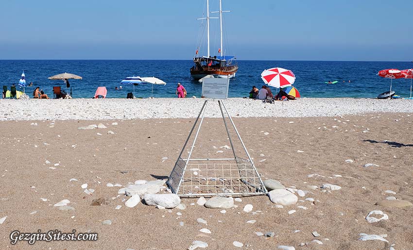 çıralı Olimpos caretta caretta