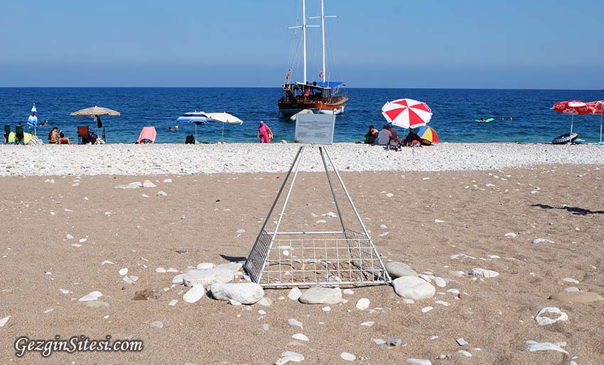 çıralı Olimpos caretta caretta