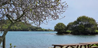 Sinop Akliman: Huzurlu Bir Liman, Piknik Alanı ve Plajı sinop akliman giriş ücreti